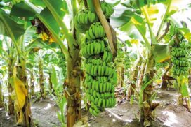 3,394 tonnes of GM bananas exported to China during April-September