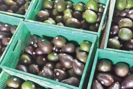 Myanmar to exhibit avocados at Thailand International Trade Fair in Bangkok