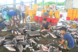 Myanmar eyes foreign income with construction of international fish market