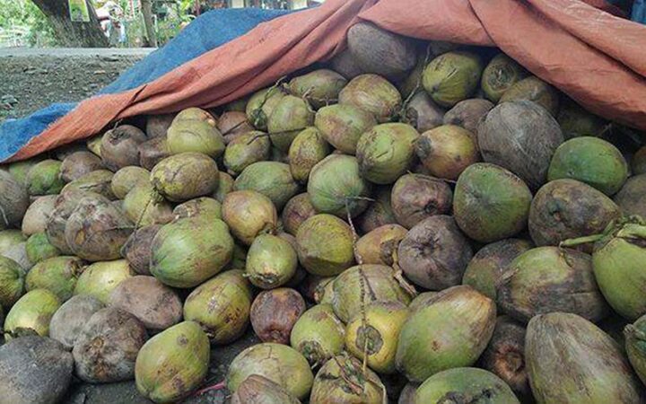 coconut sskm
