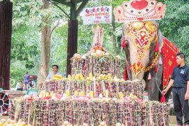 Plan underway to mark Elephant Momo’s 69th Birthday for 3 consecutive days