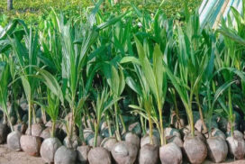 Myanmar’s coconut sees robust demand in Bangladesh