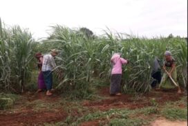 Mandalay Region Agriculture Dept targets 7,606 sugarcane acres in 2022-2023FY