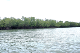 MoNREC designates west Kyaukka island protected public forest