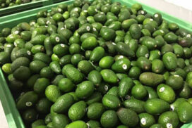 Avocado from southern Shan State enters market at K3,000-K5,000 per kg
