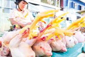 Chicken prices climb to K12,000-K14,000 per viss