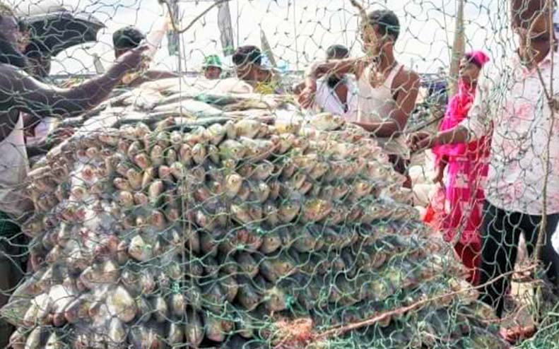 Myanmar eyes success in hilsa breeding trials to grasp strong market share in global market
