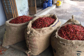 Low demand for chilli pepper drives prices down