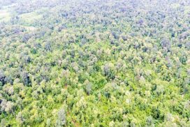MoNREC designates Moatwa 2 protected public forest