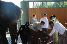 SAC Chairman PM Senior General Min Aung Hlaing feeds white elephants including four-month-old Rattha Nandaka, companion elephants