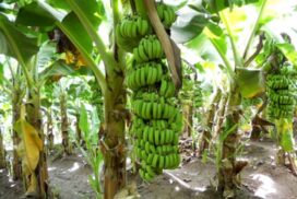 China nods 32 Myanmar banana companies for import