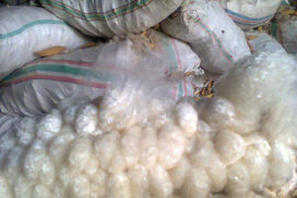 Myanmar’s kapok fibre attracts high demand from Bangladesh