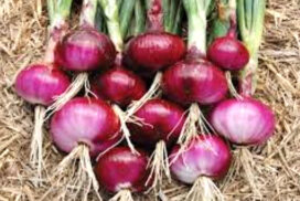 New onions from Myittha area fetch good price