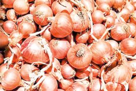 Monsoon onions enter markets, yet onion prices still strengthen