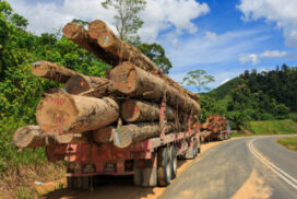 Over US$88 million earned from export of forest products