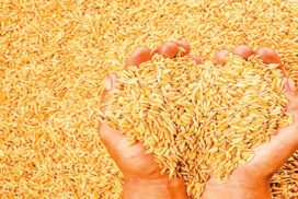 Farmers gain profit from rice, onion, chilli amidst higher production cost