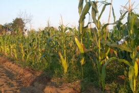 Corn prices bounce back over K1,100 per viss