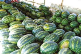 Exploring new markets help watermelon export prosper amid challenges