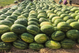Myanmar daily conveys 40 truckloads of watermelon, muskmelon to China