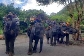 Holidaymakers flock to Wanet Elephant Camp during Dec holidays