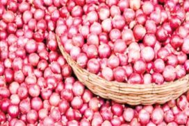 New monsoon onion price slumps by K400 per viss