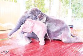 White elephant Rattha Nandaka lives healthy, happy with his mother