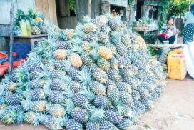 Linde village residents of Ngaphe Tsp earn regular income through pineapple wine production