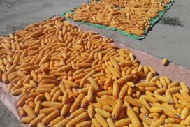 Corn price tumbles to K1,130 per viss