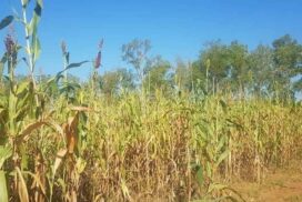 Price of millet grains increase to double against last year