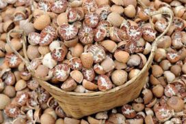 Myanmar ships over 1,000 tonnes of areca nut to Bangladesh in H1