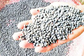 Black gram price dips to below K1.7 mln per tonne on amendment of import policy by India