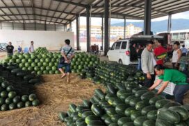 Watermelon, muskmelon sell fast for Chinese New Year celebration