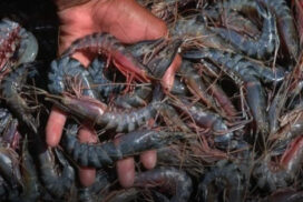 Myanmar bags US$44 mln from export of over 12,000 MT of shrimps to foreign markets in 9 months