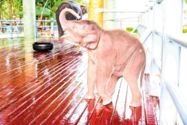White elephant “Rattha Nandaka” lives happily and healthily with mother mammal