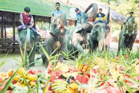 Buffets for elephants at Palin Kanthayar Elephant Camp provided 553 times during Covid-19 period