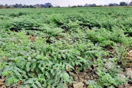 More than 20,000 acres of chickpea planted in Pwintbyu Township