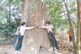 100-year-old Thabyay (Eugenia), three Kanyin (Dipterocarpus alatus) trees discovered in Myanaung Tsp