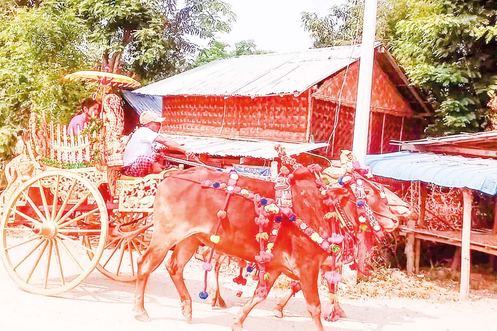 Fancy bullock cart featuring Myanmar traditional culture and folk customs