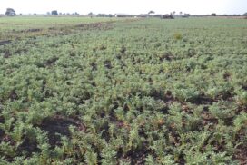 New entry to domestic market plummets chickpea price