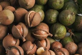 Macadamia plantation expanded as local/overseas demand rises