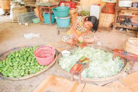 Thai mango enters NyaungU market in bulk