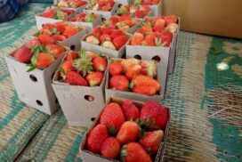 PyinOoLwin strawberries fetch good prices in Mandalay market