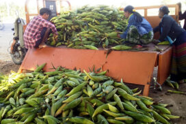 Corn prices stay high in domestic market