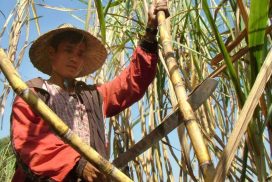 Around 160,000-tonne sugarcane  to be exported to China under  opium substitution