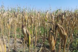 Corn price regains to K1,180 per viss
