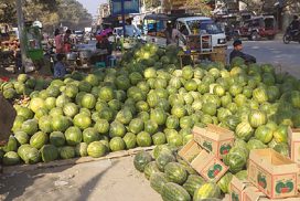 Watermelon, muskmelon fetch handsome prices in post-Chinese New Year
