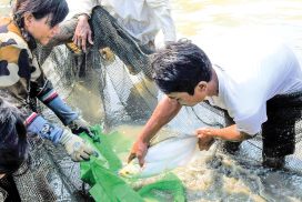 Myanmar to designate Proeutropiichthys taakree as National Fish