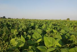 Weather forecasts mitigate crop yield loss