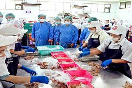 Myanmar ships over 13,000 tonnes of shrimp to external markets in past ten months