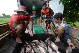 Proper feed supply chain in livestock industry makes fish/prawn prices stable